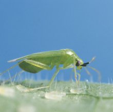 Коляска ABC Design TURBO 4S фото 1